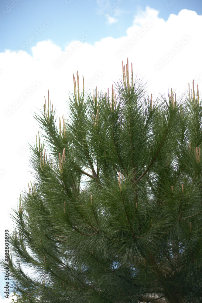 Obraz premium Pinion Pine | Pin Pignon