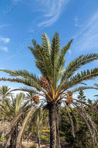 Wallpaper Mural Date palms in the province of Alicante, Costa Blanca, Spain Torontodigital.ca