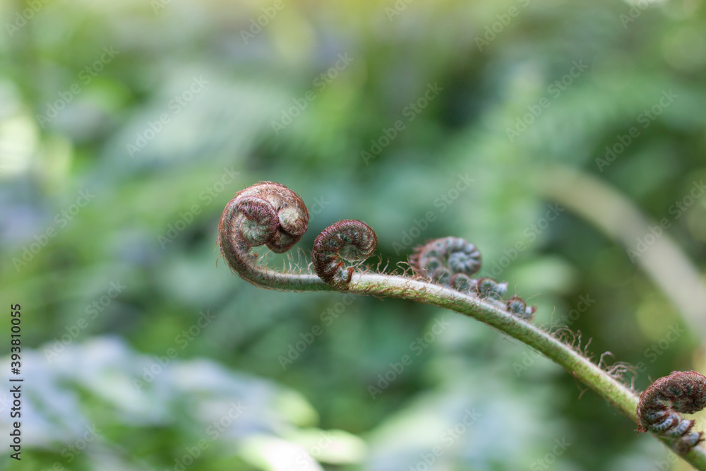 Beautiful fresh green young wild New Zealand Ferns (koru) bud in a spiral shape in the forest on blurred nature background. Beautiful fresh green young wild New Zealand Ferns (koru) bud in a spiral shape in the forest on blurred nature background.