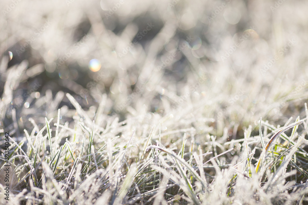 Hoarfrost on dry grass in meadow. Frost covered grass or wild flowers. First frost in autumn countryside meadow. Winter background. Soft fokus. Copy space Hoarfrost on dry grass in meadow. Frost covered grass or wild flowers. First frost in autumn countryside meadow. Winter background. Soft fokus. Copy space