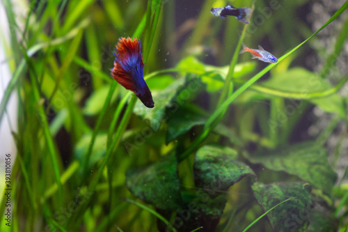 aquarium guppy Poecilia reticulate betta Siamese fighting fish