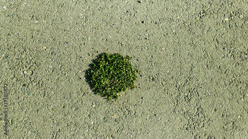 green moss on the sand