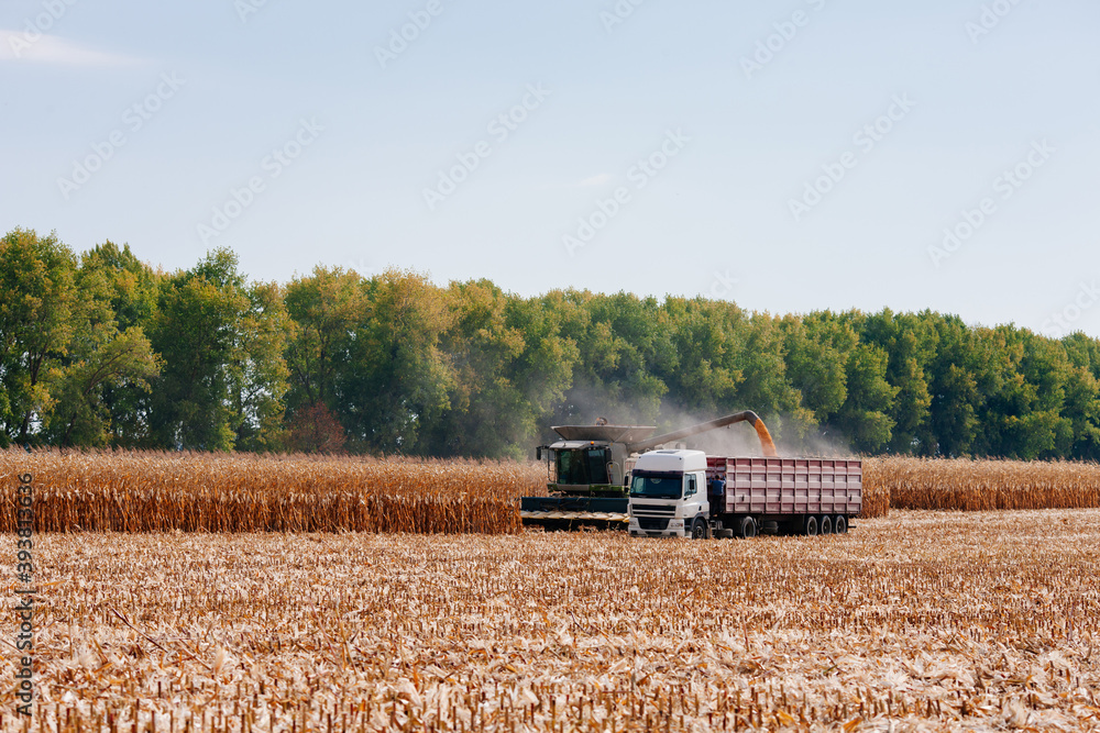Fototapeta premium Cleaning the kukuruza on a warm autumn day