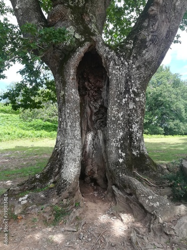 arbre curieux