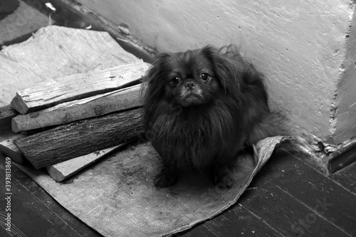 Konstfotografi dog breed tibetan spaniel near firewood and stove in black and white