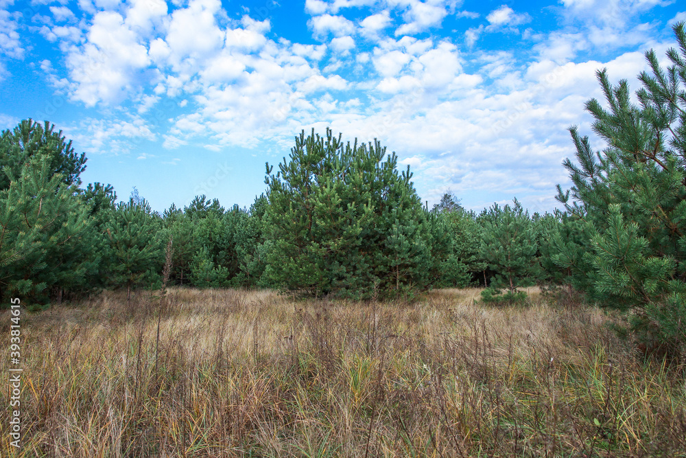 Beautiful spruce forest on a Sunny day. Beautiful spruce forest on a Sunny day.