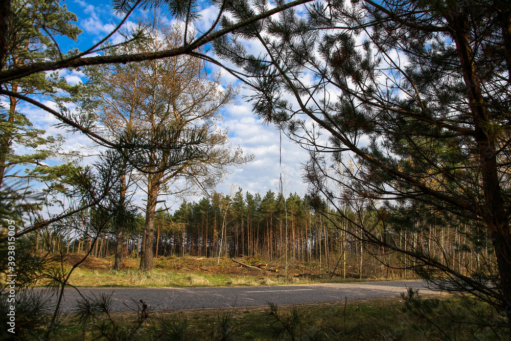 Pine forest with beautiful trees near the road in autumn on a Sunny day. Pine forest with beautiful trees near the road in autumn on a Sunny day.