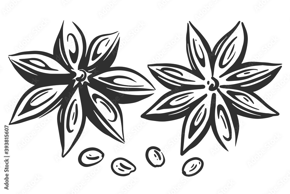 Fototapeta premium star anise hand drawing. spice. vector black and white illustration