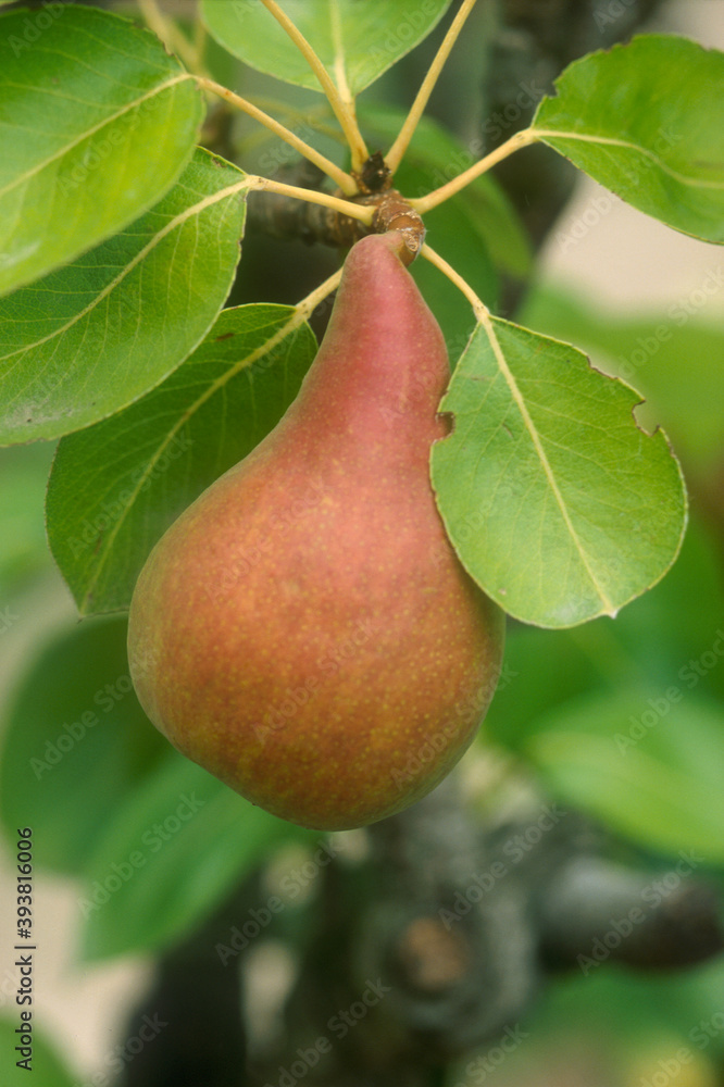Poire Poire