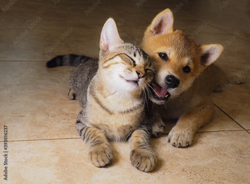 Shiba inu and sales cat