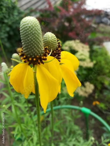 Yellow unusual blooming  Ratibida on the background of other garden plants and a gray wooden fence .Close up. Flower Wallpaper photo