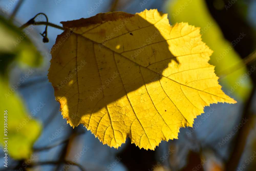 Fototapeta premium autumnal colored beech leaf in backlit