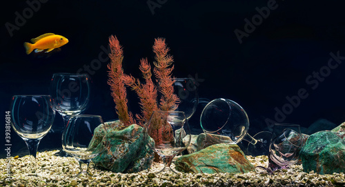 Aquarium with cichlids unusual decorated by wine glasses.