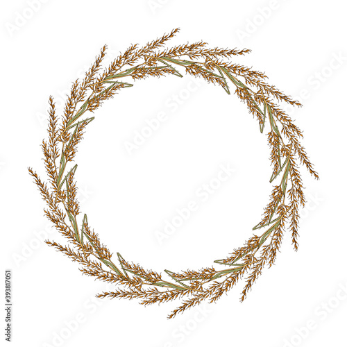 Wreath of yellow Indiangrass Sorghastrum nutans , prairie grass