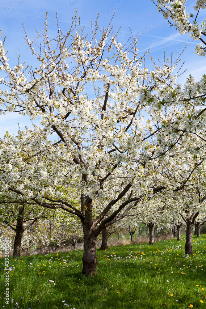 Kirschblüte in Obereggenen im Markgräflerland Kirschblüte in Obereggenen im Markgräflerland