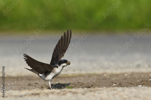 Common House Martin (Delichon urbicum), adult collecting nesting material in bill, Lleida, Spain