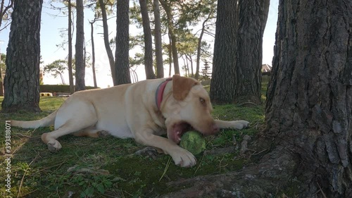Dog of the breed labrador retriever plays with ball lying on the grass