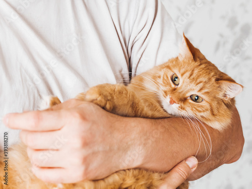 Man cuddles cute ginger cat. Fluffy pet looks pleased and sleepy. Fuzzy domestic animal. Cat lover.