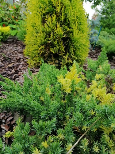 Juniperus chinensis Expansa Variegata with yellow and green needles on a mulched pine bark bed on the background of yellow thuja and other coniferous plants. flower Wallpaper