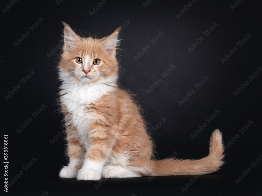 Majestic creme white Maine Coon cat kitten, sitting side ways. Looking to lens. Isolated on black background.