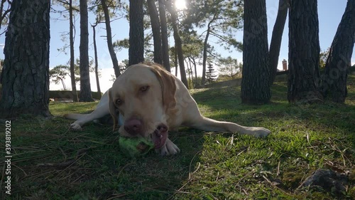 Dog of the breed labrador retriever plays with ball lying on the grass