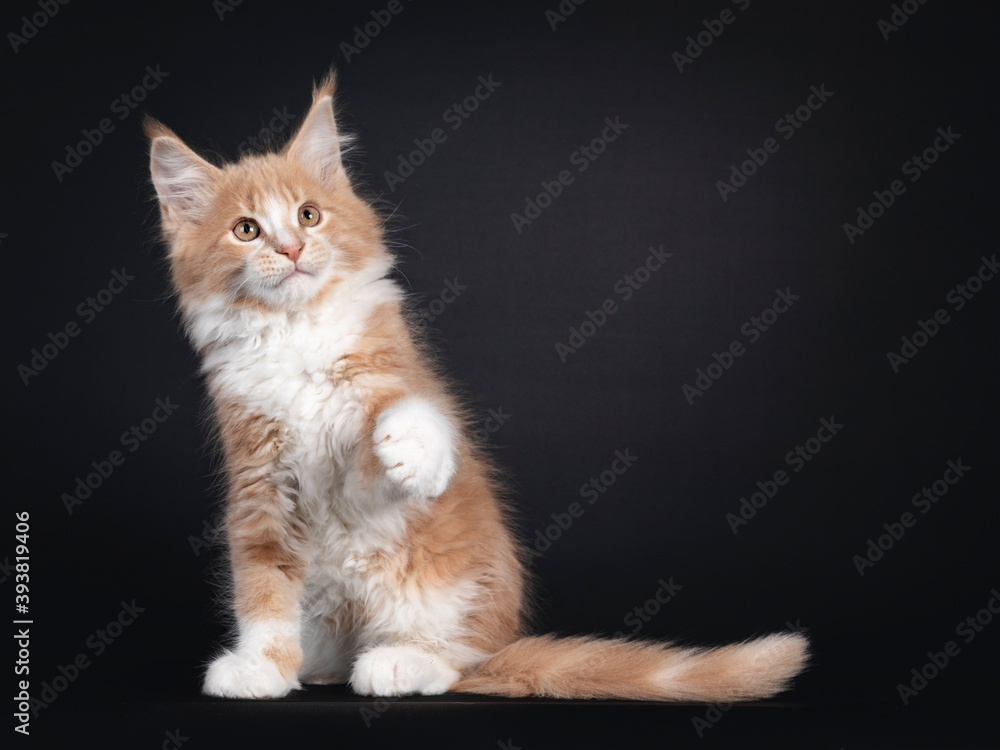 Majestic creme white Maine Coon cat kitten, sitting side ways. Looking up with one paw playful in air. Isolated on black background.