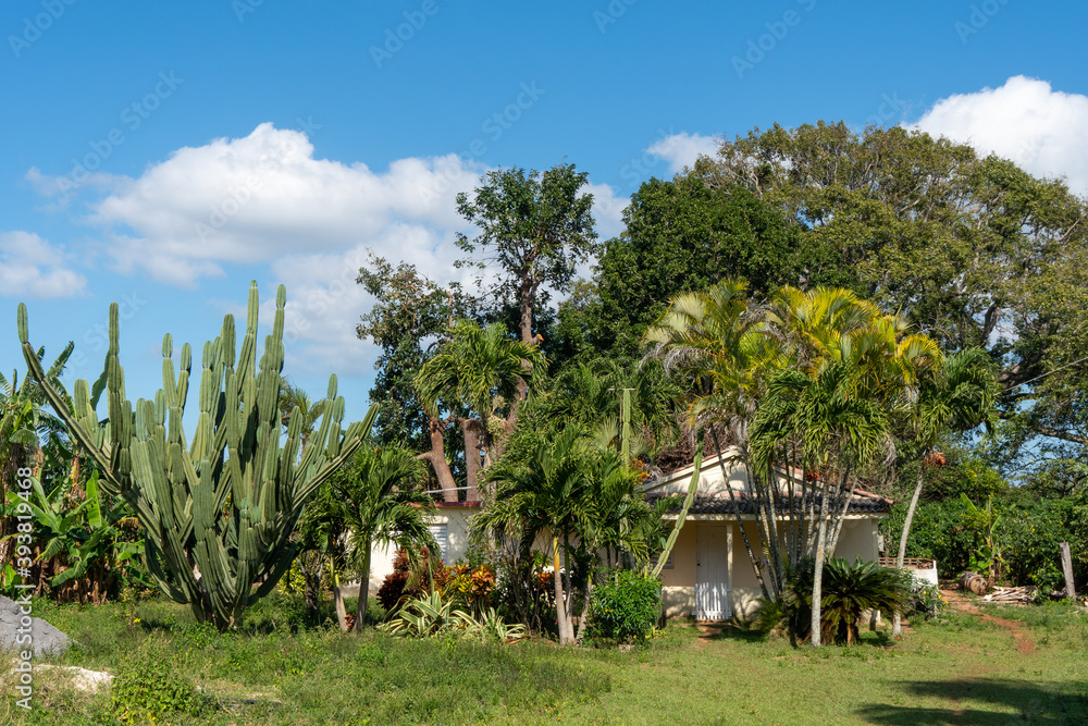 Fototapeta premium tropical garden, Bella María, Cuba