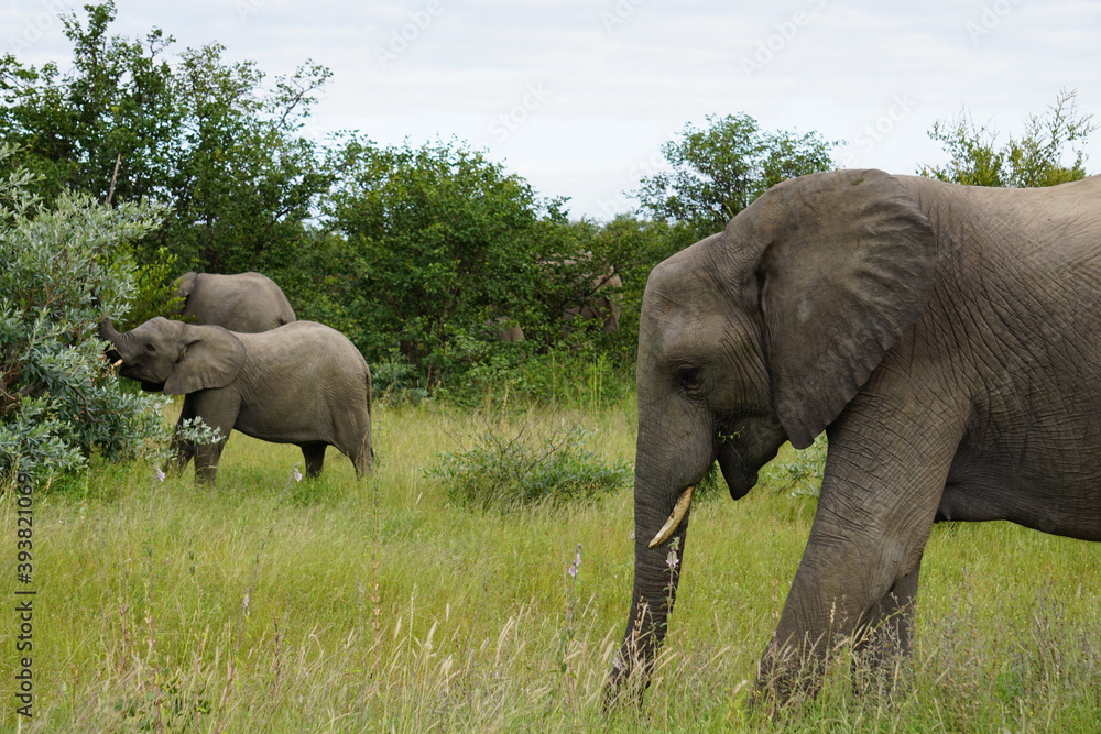 Fototapeta premium Elefantenherde im Kruger Nationalpark