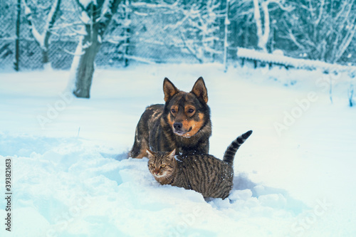 Sticker Dog and cat playing together outdoors in deep snow
