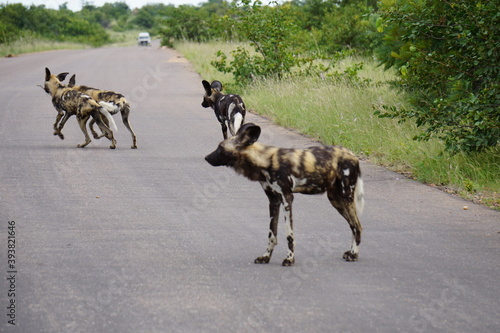 Wildhunde im Kruger Nationalpark