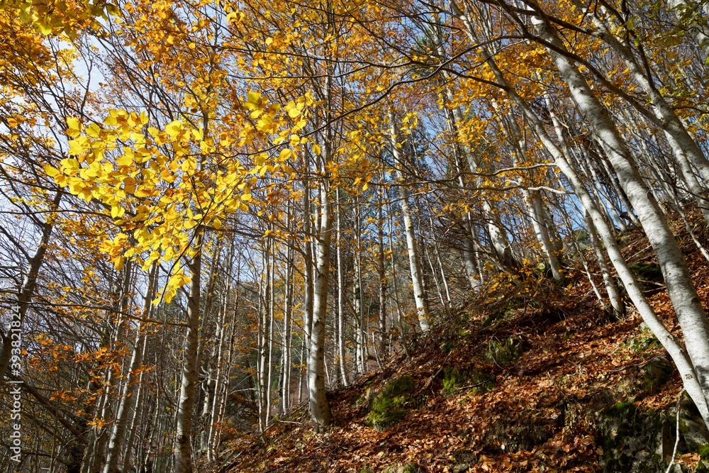 Fototapeta premium Autumn in the Pyrenees