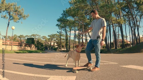 Labrador retriever dogs jumps to catch the stick that his owner has in his hand