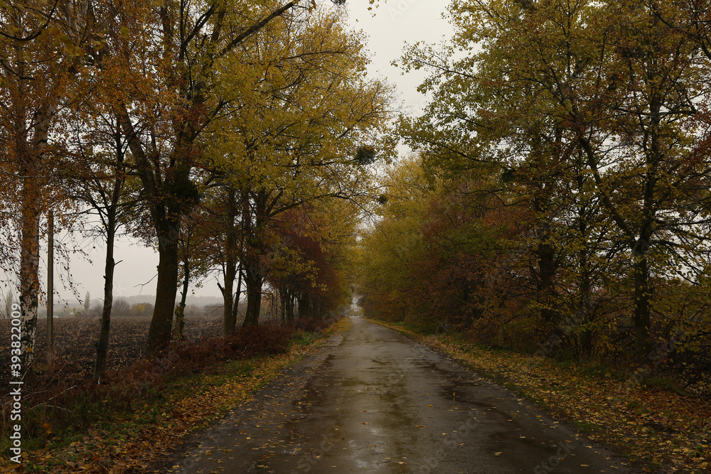 autumn roadside landscape with trees in yellow leaves