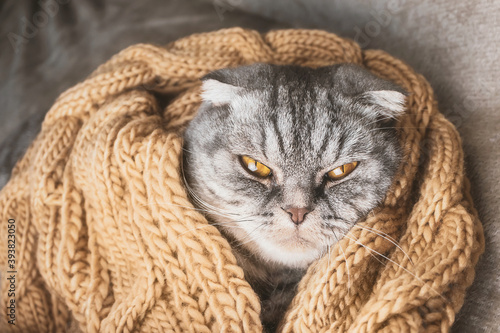 The gray Scottish fold cat sleeps wrapped in a warm beige scarf. Cozy cute warm home concept with a pet. photo