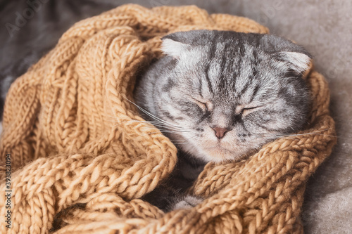 The gray Scottish fold cat sleeps wrapped in a warm beige scarf. Cozy cute warm home concept with a pet.