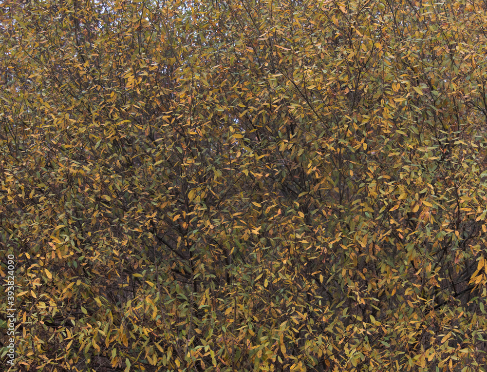 Autumn leaves on branches full screen Autumn leaves on branches full screen