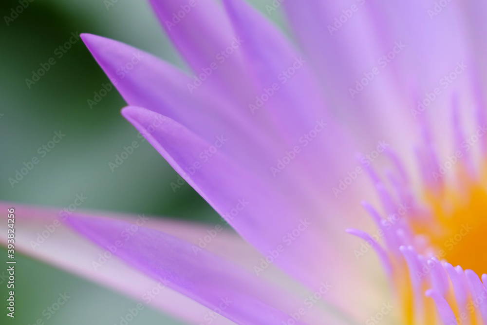 macro petal of purple lotus macro petal of purple lotus