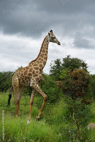 Giraffe im Kruger Nationalpark