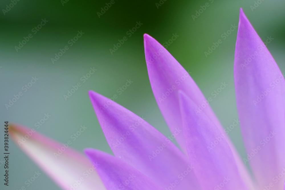 macro petal of purple lotus macro petal of purple lotus