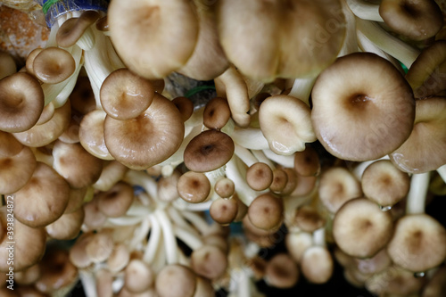 organic oyster mushrooms ( pleurotus ostreatus ) cultivation in the farm at Thailand