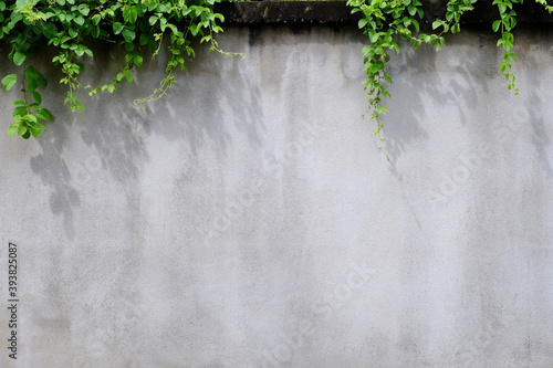 aged street white concrete wall with ivy plant, natural background