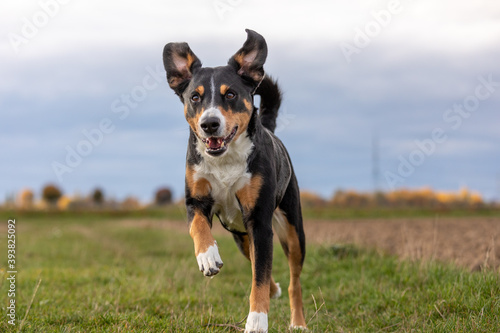 appenzeller dog running very fast through the countryside