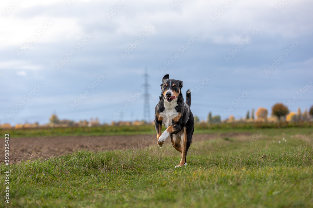 appenzeller dog running very fast through the countryside