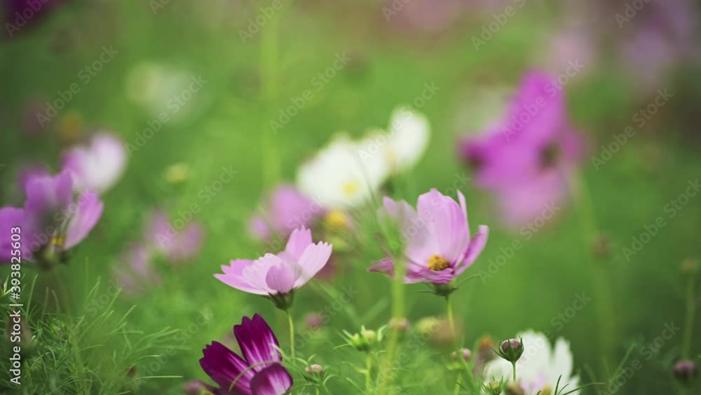 Cosmos Flowers Viewing at Guandu, Taipei in Taiwan. Farmers plant cosmos during the fallow period of rice. It can restore soil fertility and also be used as fertilizer. The beautiful scenery in autumn Cosmos Flowers Viewing at Guandu, Taipei in Taiwan. Farmers plant cosmos during the fallow period of rice. It can restore soil fertility and also be used as fertilizer. The beautiful scenery in autumn