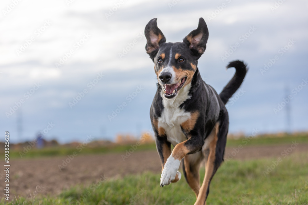 appenzeller dog running very fast through the countryside appenzeller dog running very fast through the countryside