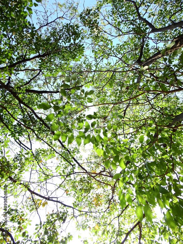 Fototapeta premium tree of spring season, green leaf on branch with sunlight