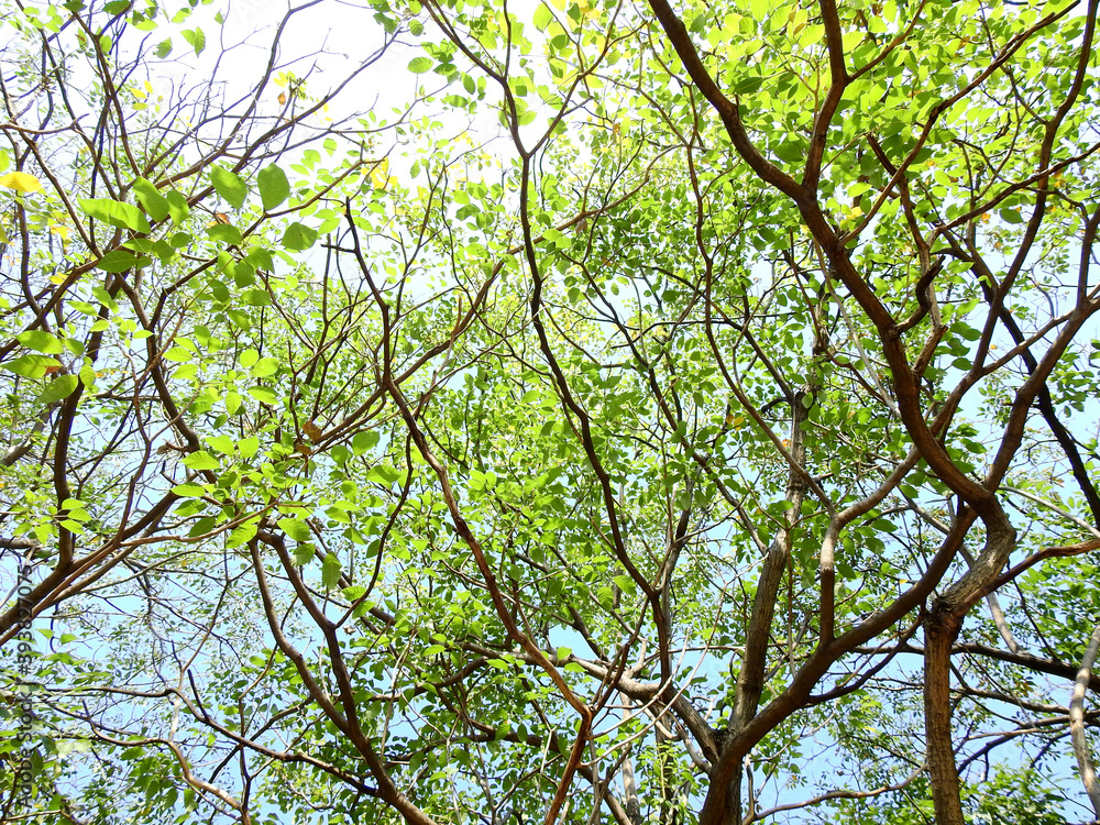 Obraz premium tree of spring season, green leaf on branch with sunlight