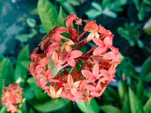 bouquet of flowers