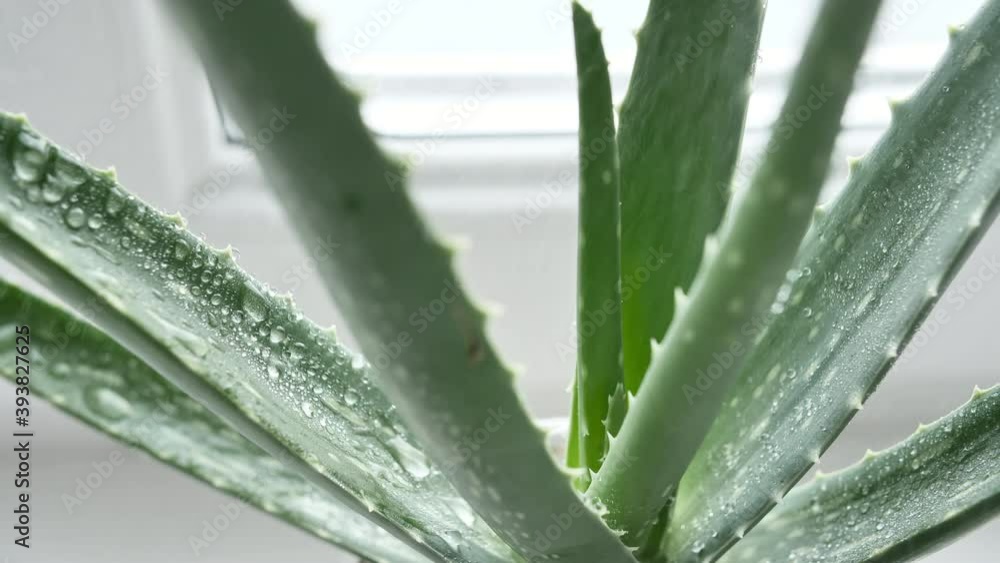 Closeup Aloe Vera plant with rain drops on leaves. Natural medical plant. Organic cosmetics, alternative medicine. . High quality 4k footage Closeup Aloe Vera plant with rain drops on leaves. Natural medical plant. Organic cosmetics, alternative medicine. . High quality 4k footage