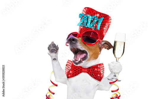 happy new year dog celberation © Javier brosch